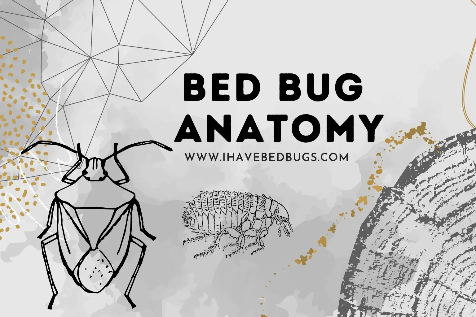 Bed Bug Anatomy