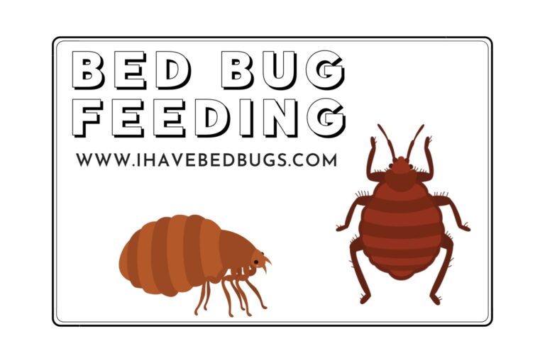 Bed Bug Feeding 17 Facts on Food, Feeding Times and Lifespan