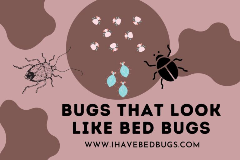 Bugs that Look Like Bed bugs [12 Insects Mistaken for Bed bugs]