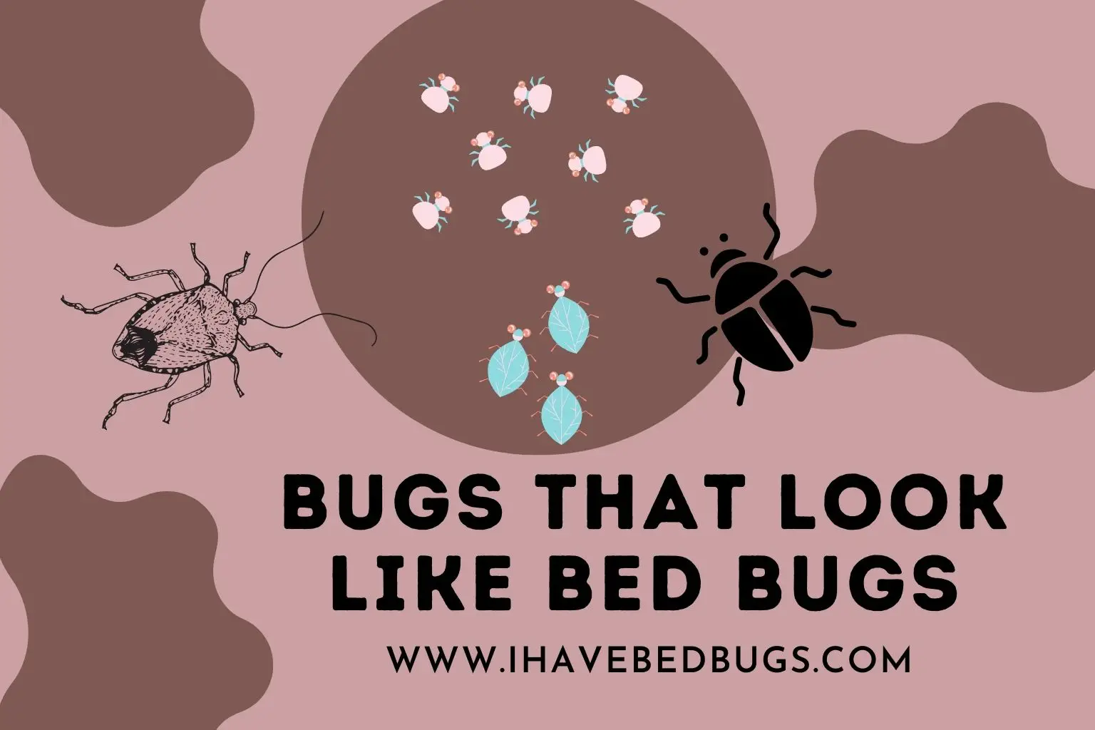 Bugs that Look Like Bed bugs