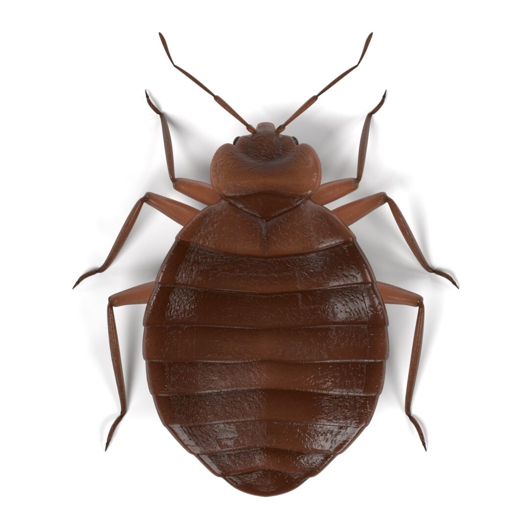 21 Bat Bugs Facts Signs Bites Symptoms Treatment Ihavebedbugs Com