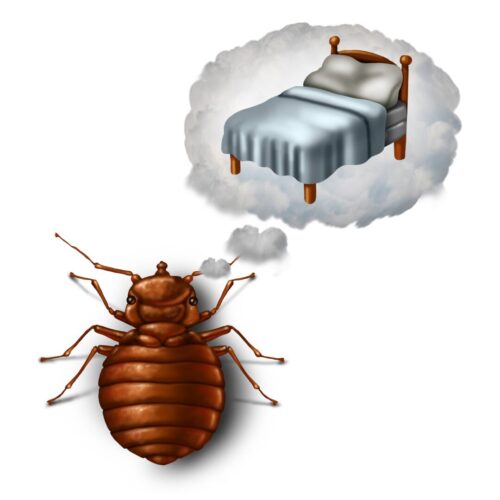 Bed Bugs: Bites, Treatment, Signs, Causes, Complete Guide ...