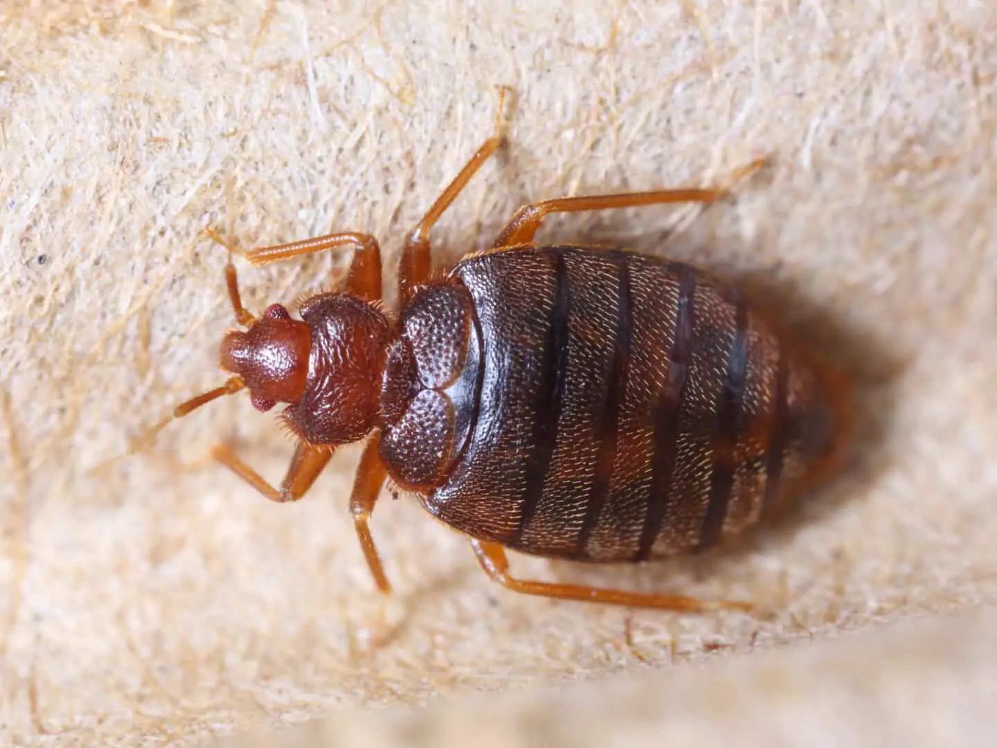 Cimex Lectularius: Common Bed Bug - All There is to Know