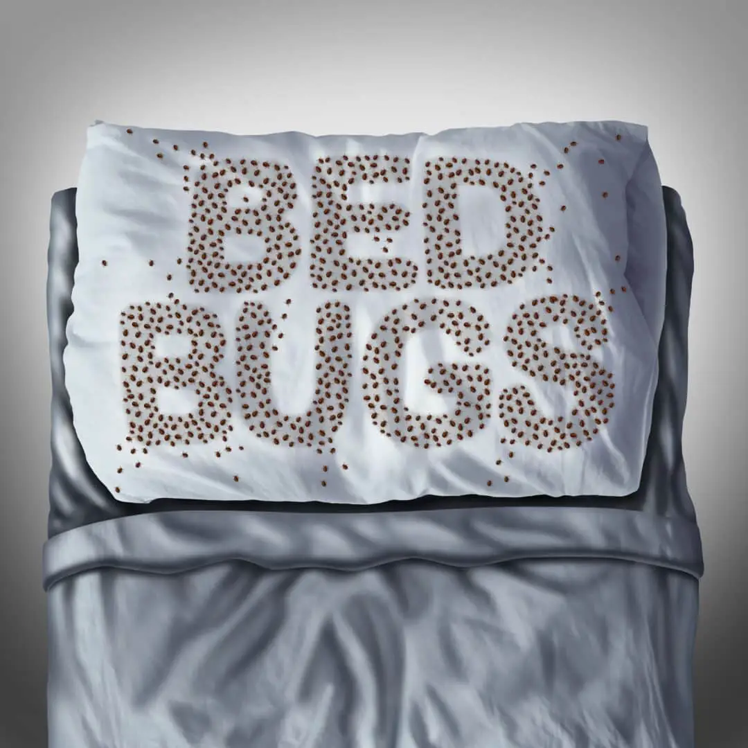 Bed Bug Feeding: 17 Facts on Food, Feeding Times and Lifespan