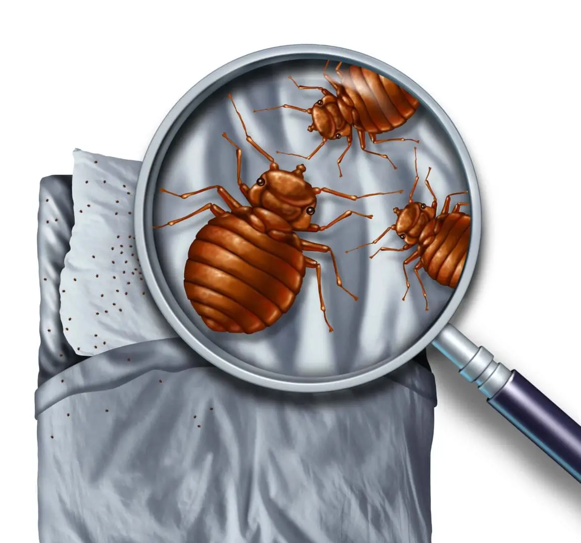 Bed Bug Mattress Covers: Do they Work? Complete Guide