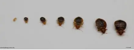 Baby Bed Bugs