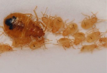 Baby Bed Bugs