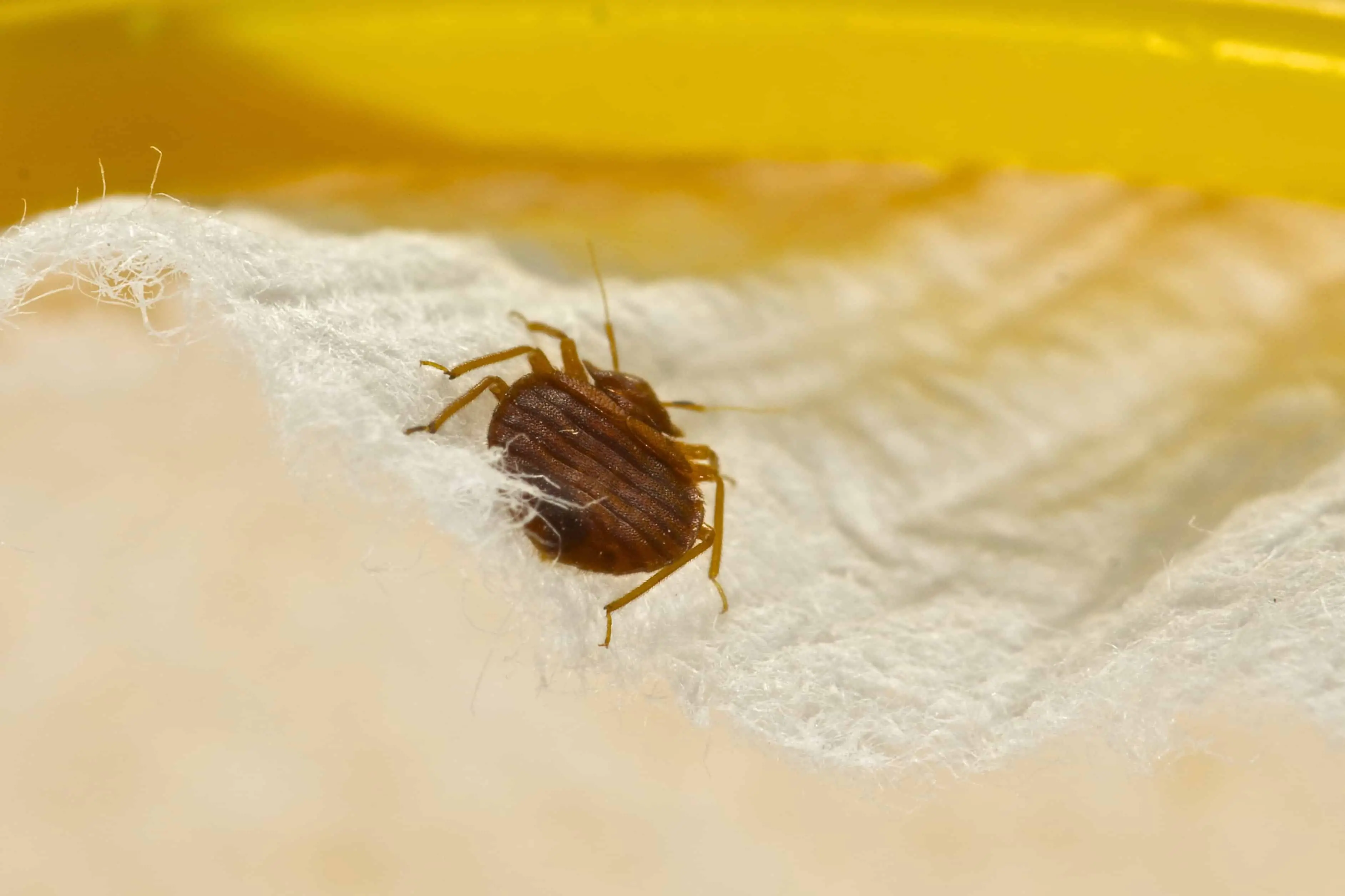 Baby Bed Bugs: Bites, Images, size, Life cycle, Complete Guide