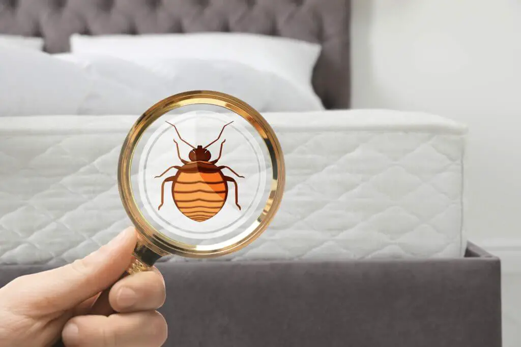 Bugs that Look Like Bed bugs: 12 Insects Mistaken for Bed bugs