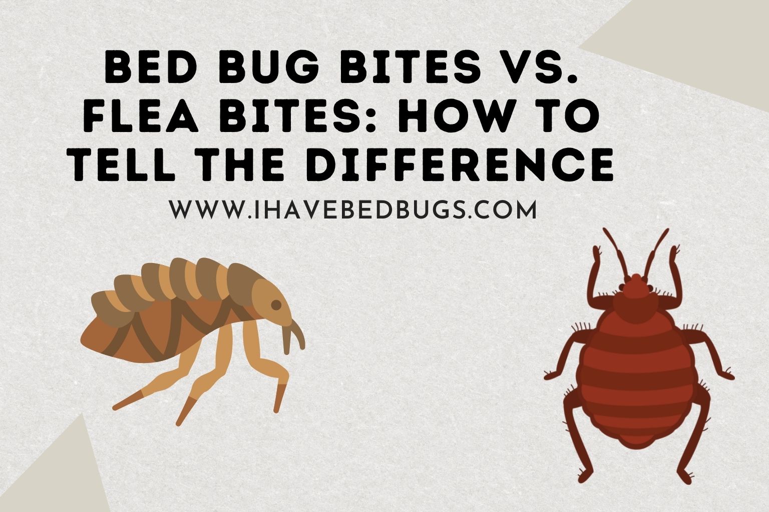 bed bug vs flea bites