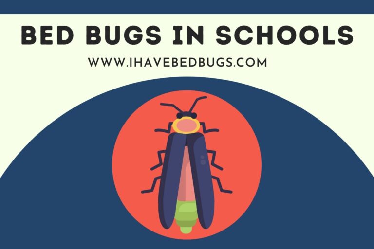 Bed Bugs in Schools (Ultimate Removing Guide)