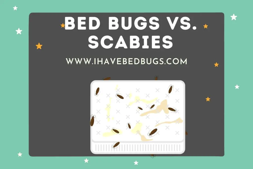 Bed Bugs Vs. Scabies (Similarities & Dissimilarities) - Ihavebedbugs.com