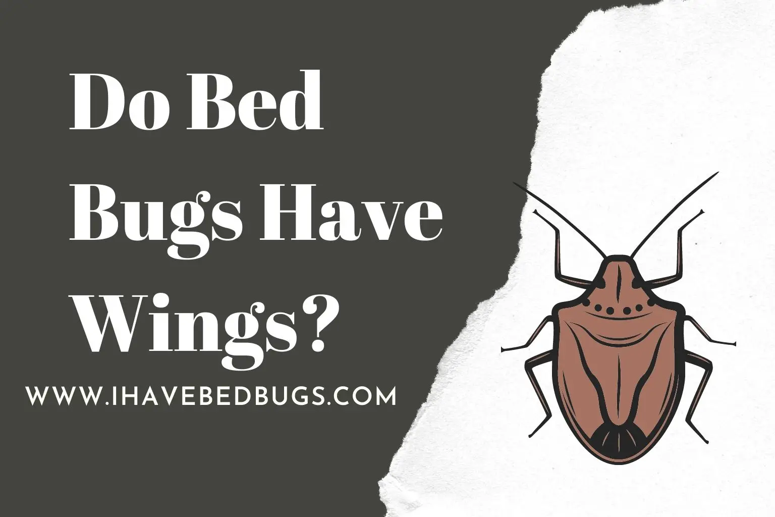 Do Bed Bugs Have Wings