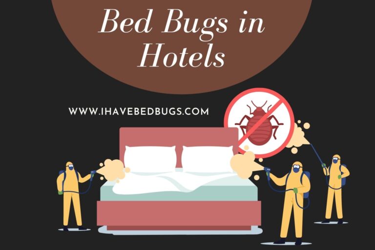 Bed Bugs in Hotels (Tips to Remove)