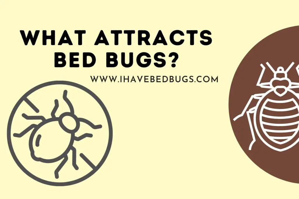 What Attracts Bed Bugs? Guide)