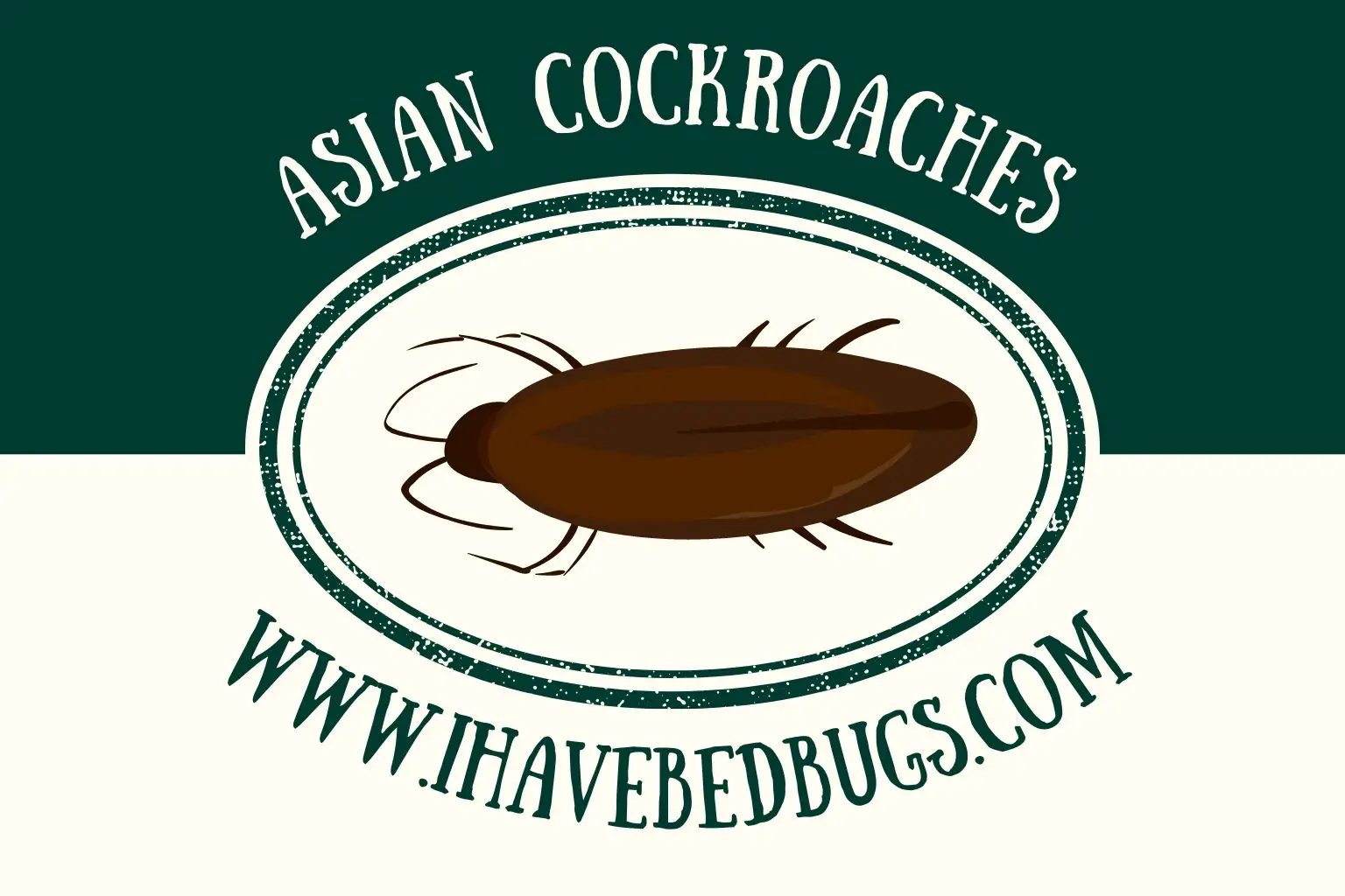 Asian Cockroaches