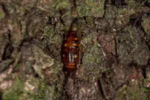 Australian Cockroach 