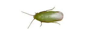 Cuban Cockroach