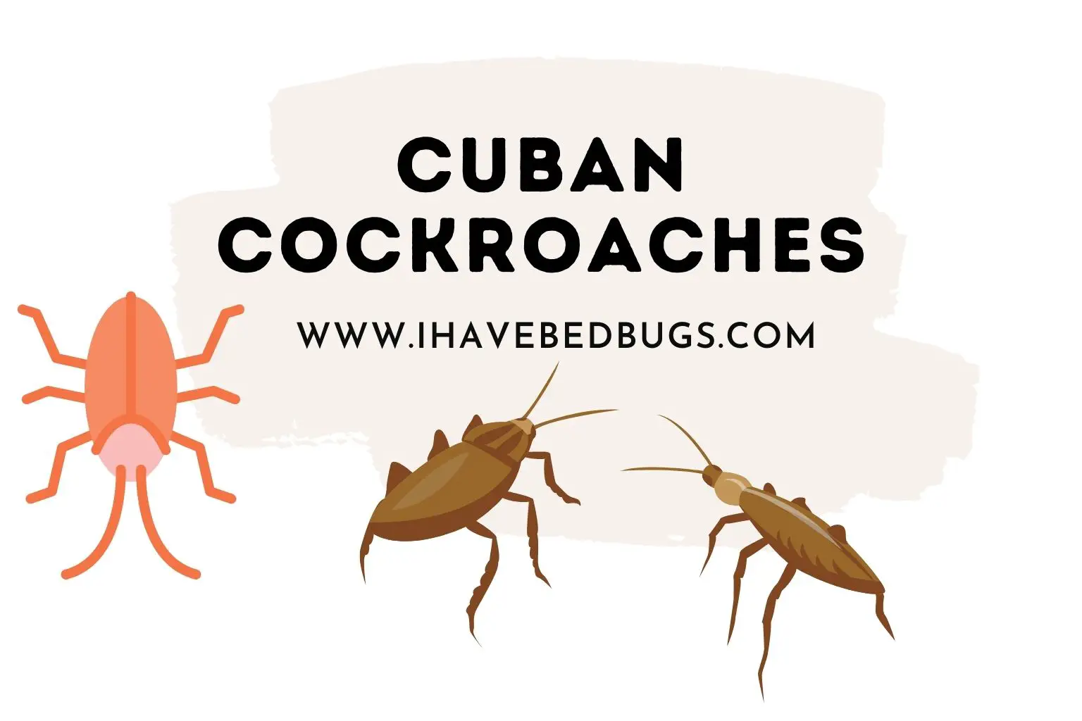 Cuban Cockroaches