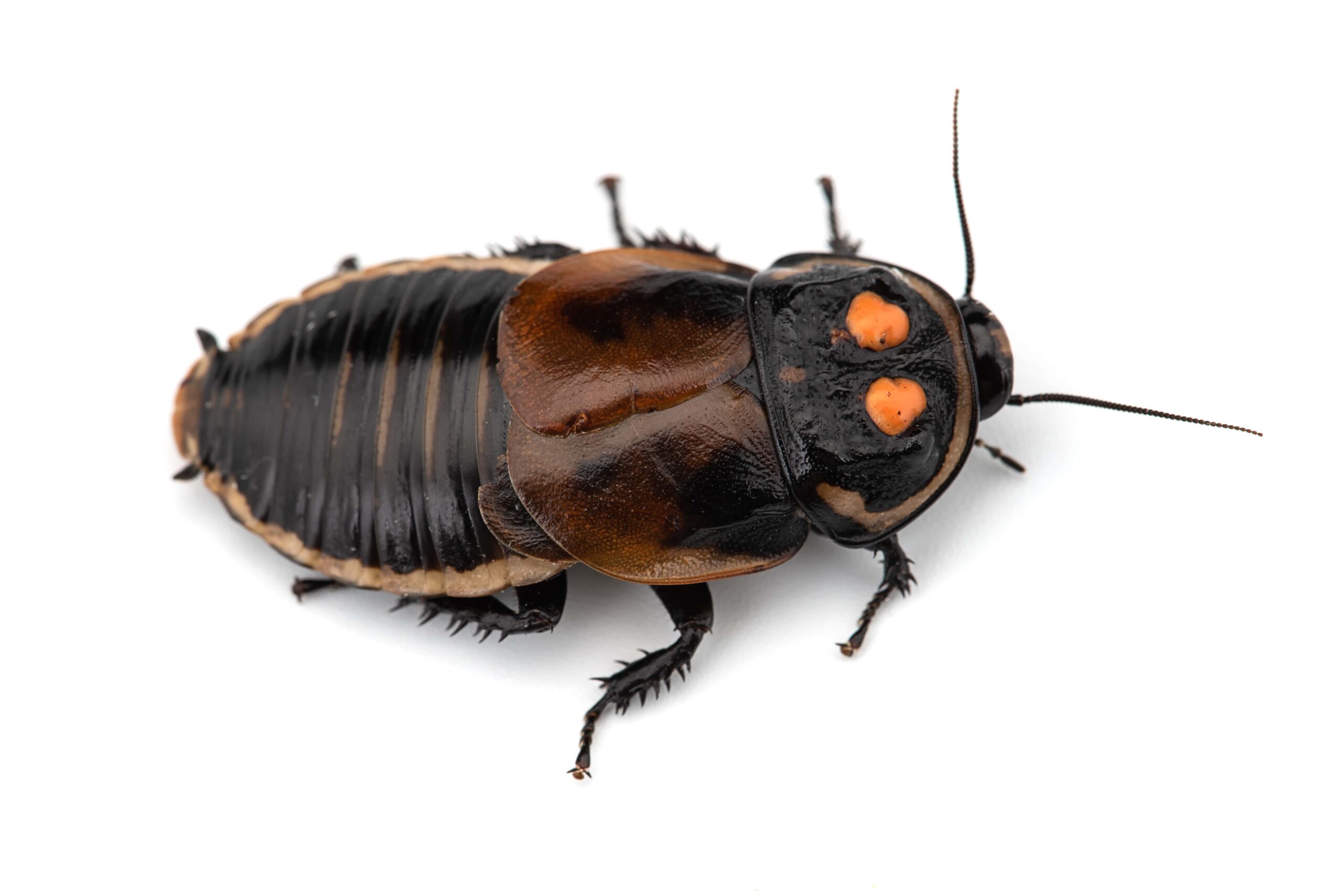 Giant Burrowing Cockroach