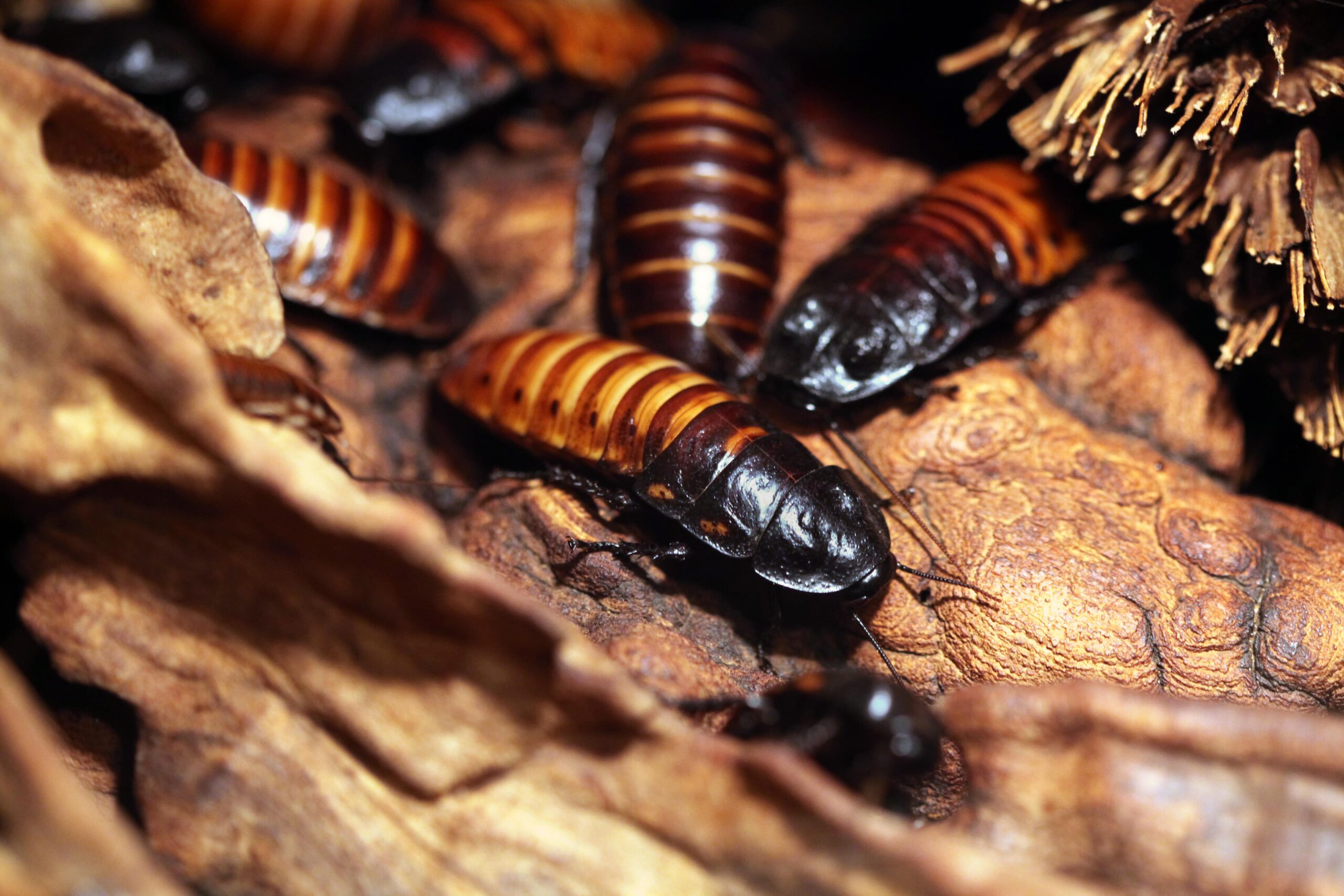 Madagascar Hissing Cockroach