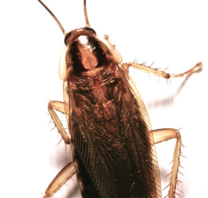 German Cockroach