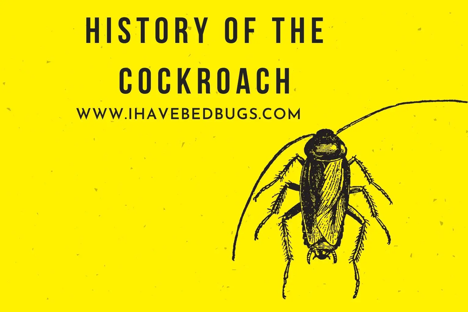 History of the Cockroach