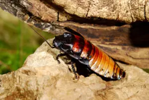 Madagascar Cockroach