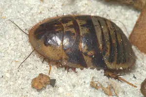 Sand Cockroach