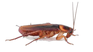 Smoky Brown Cockroach