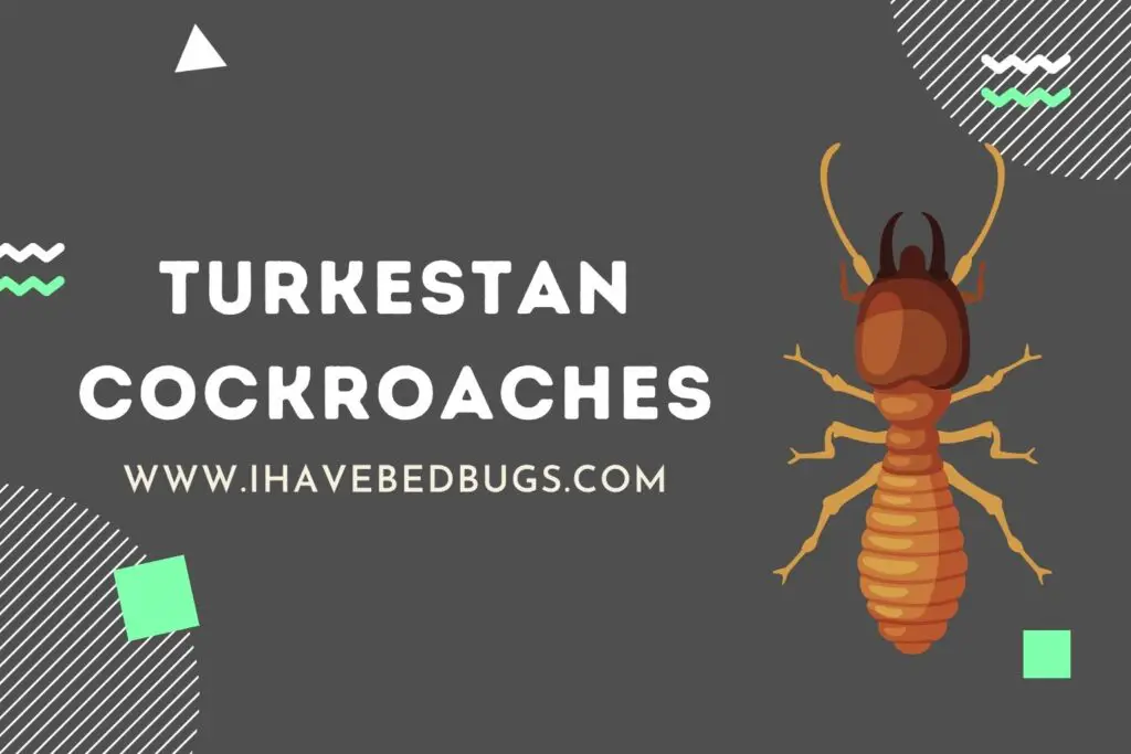 Turkestan Cockroaches [Everything You Need to Know!]