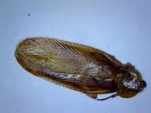 Western Wood Cockroach