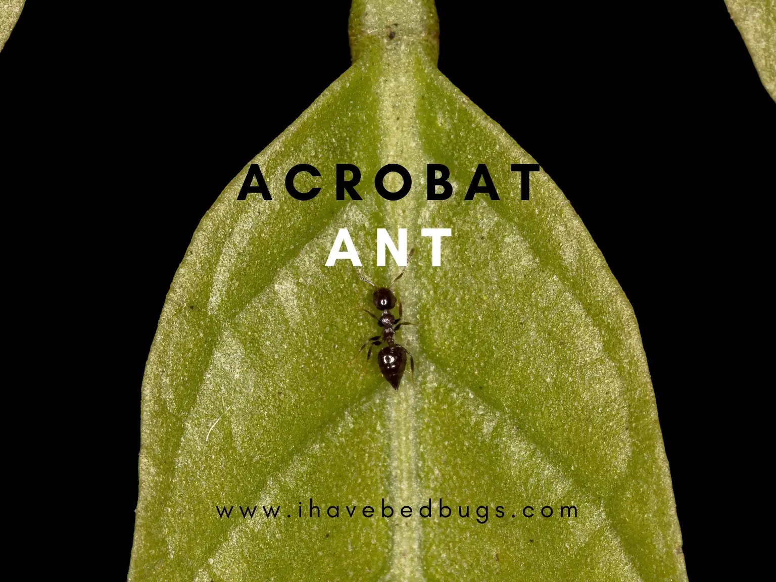 Acrobat-Ant