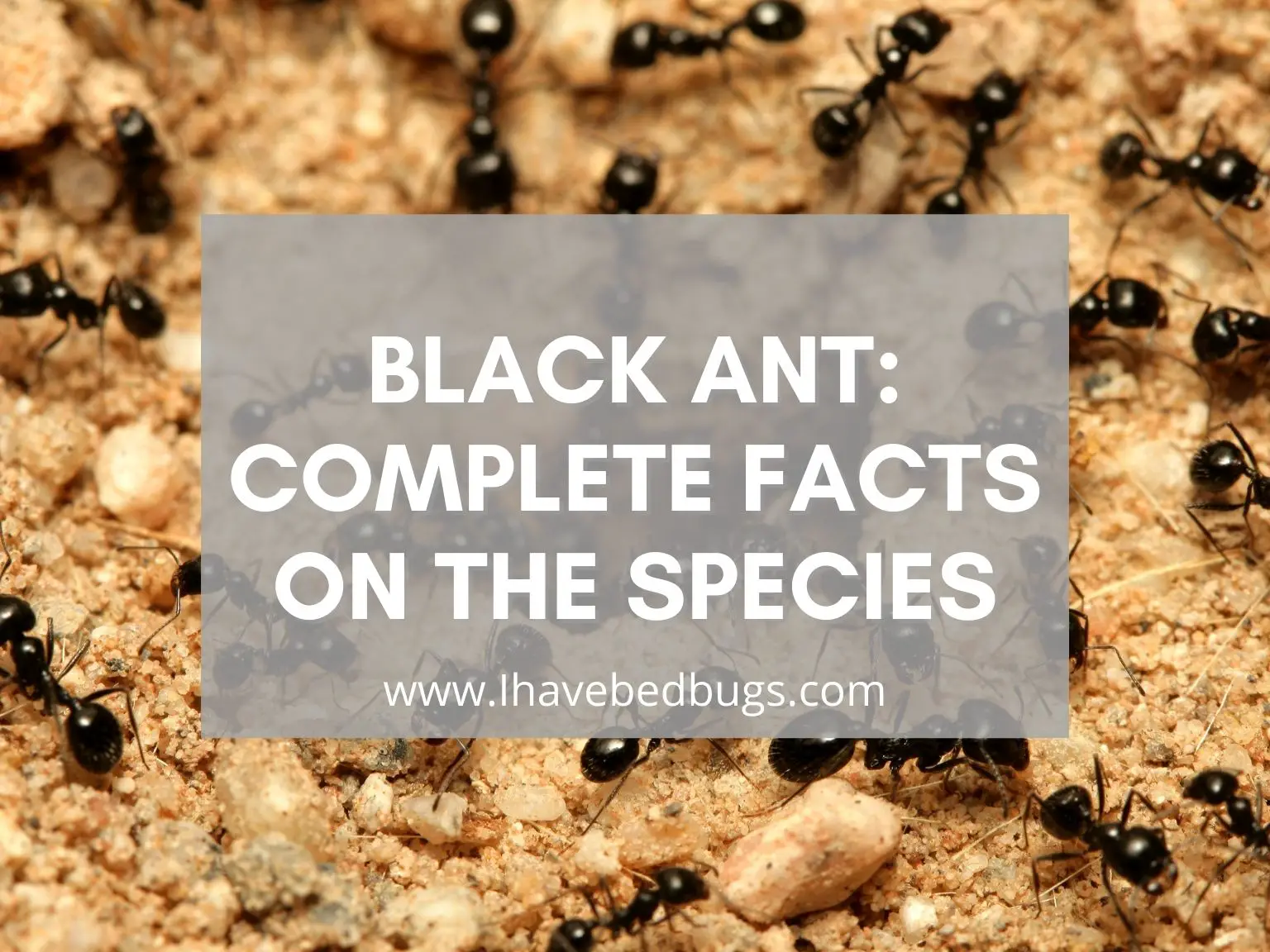 Black-Ant-Complete-Facts-on-the-Species