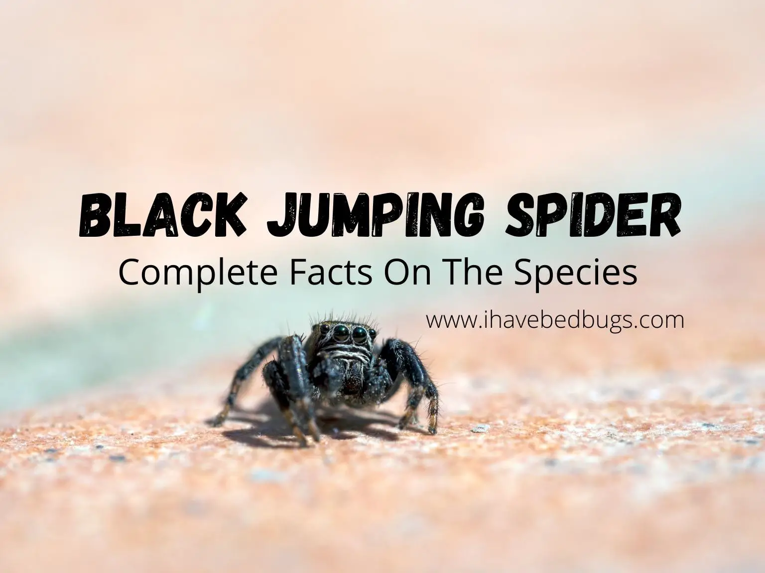 Black-Jumping-Spider