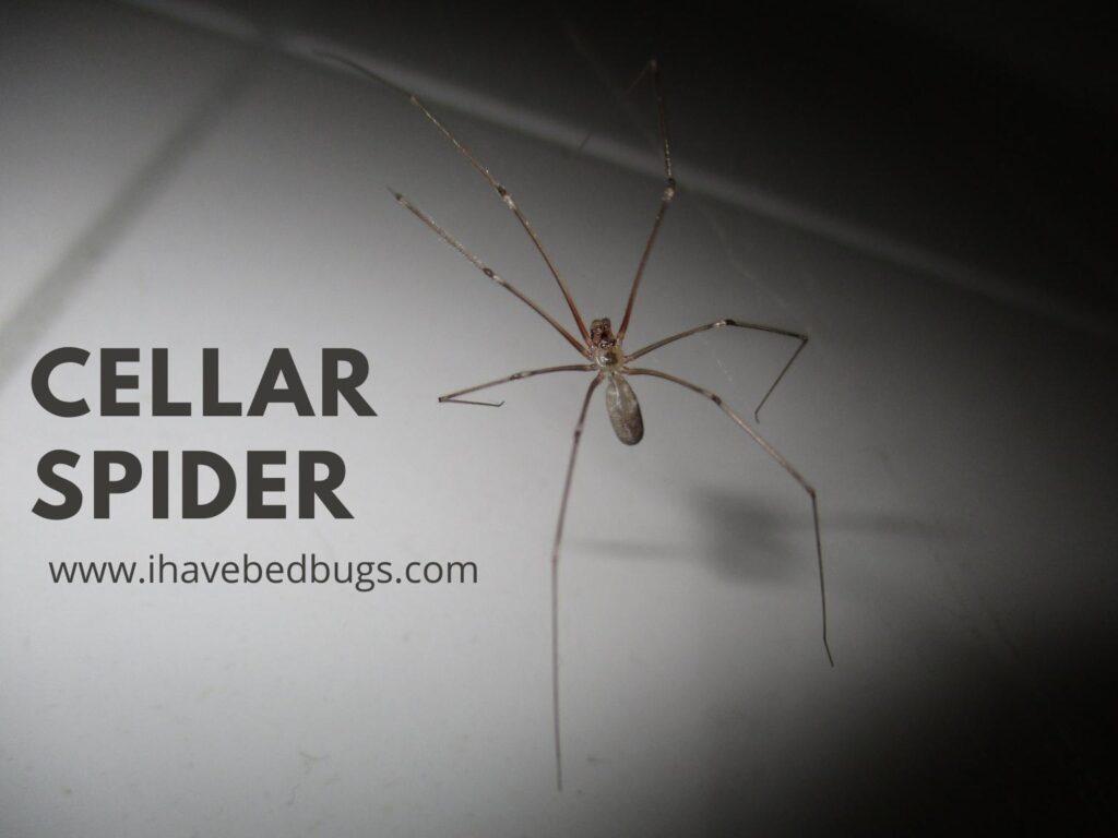 Cellar Spider Complete Facts On The Species Ihavebedbugs Cellar Spider Complete Facts On The Species Ihavebedbugs