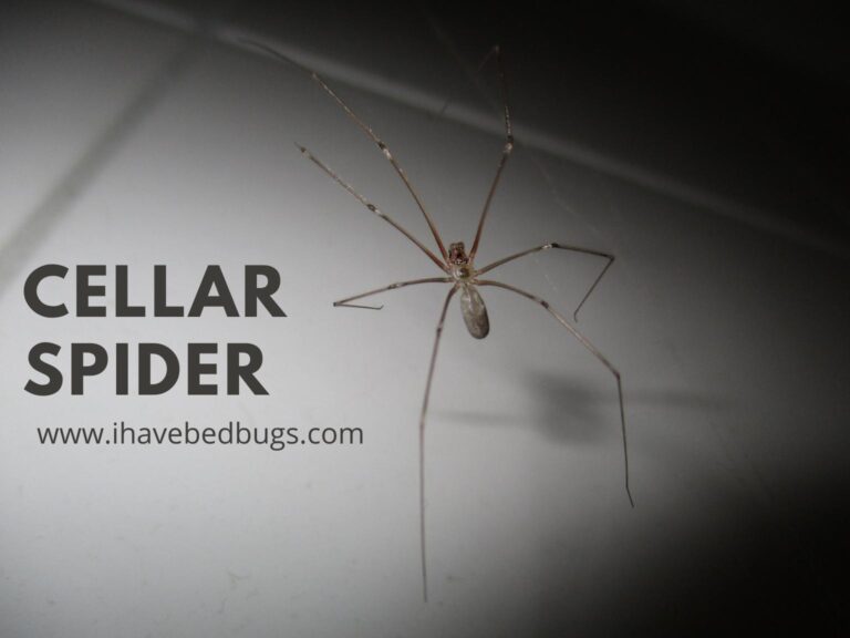 Cellar Spider Complete Facts On The Species