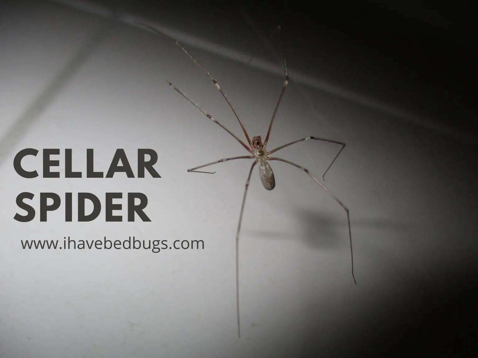 Cellar-Spider