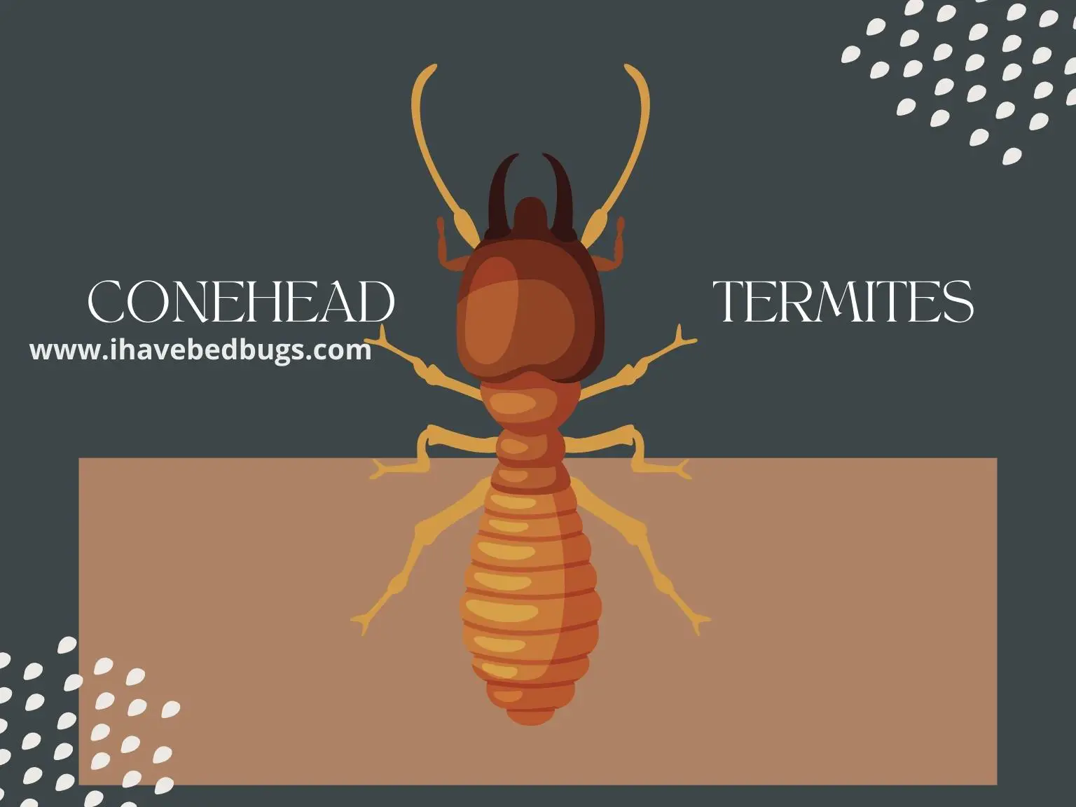 Conehead-Termites