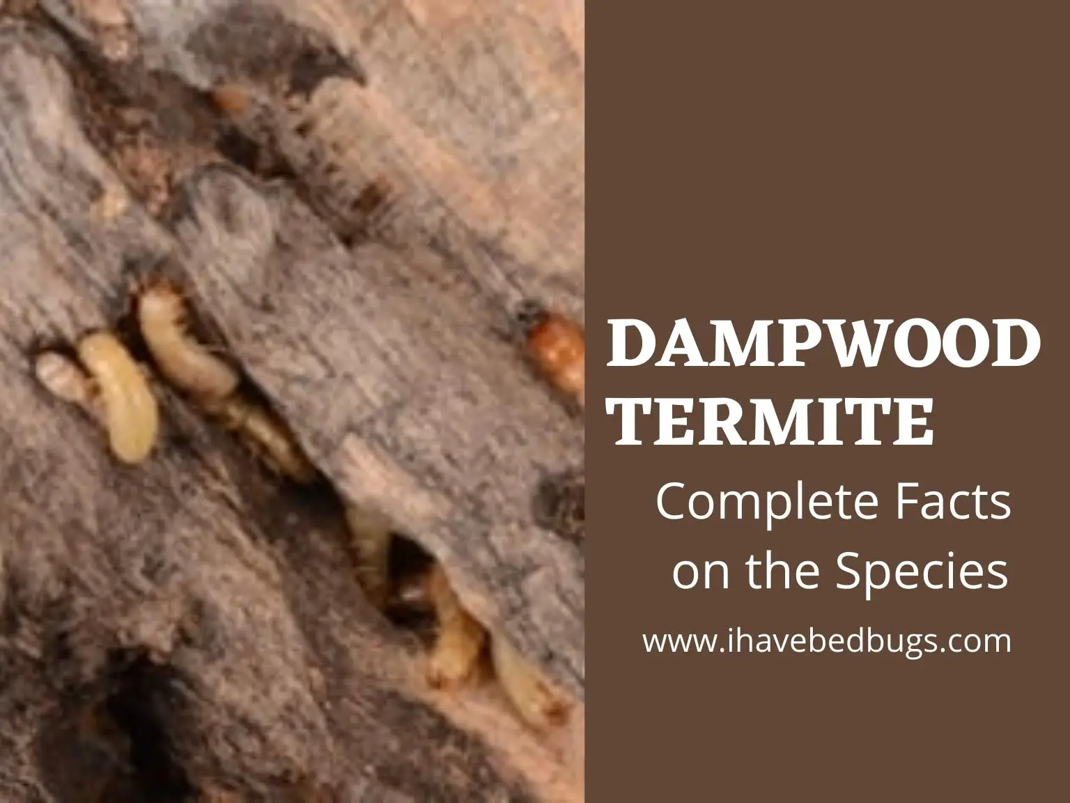 Dampwood-Termites