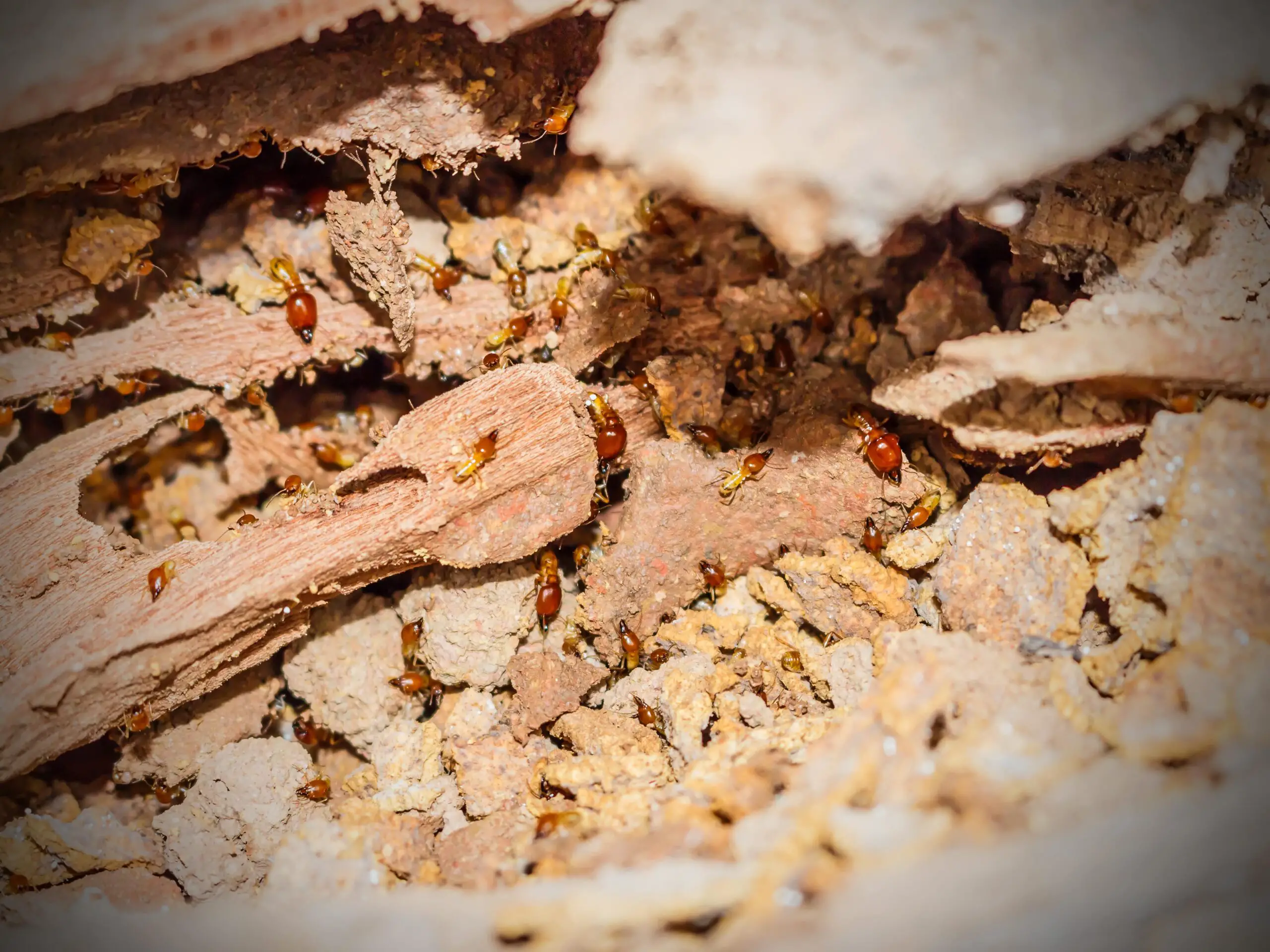 Termites Eat Wood