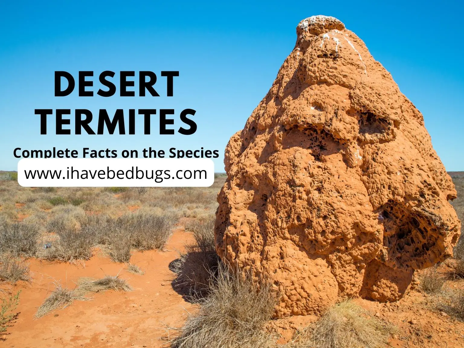 Desert-Termites
