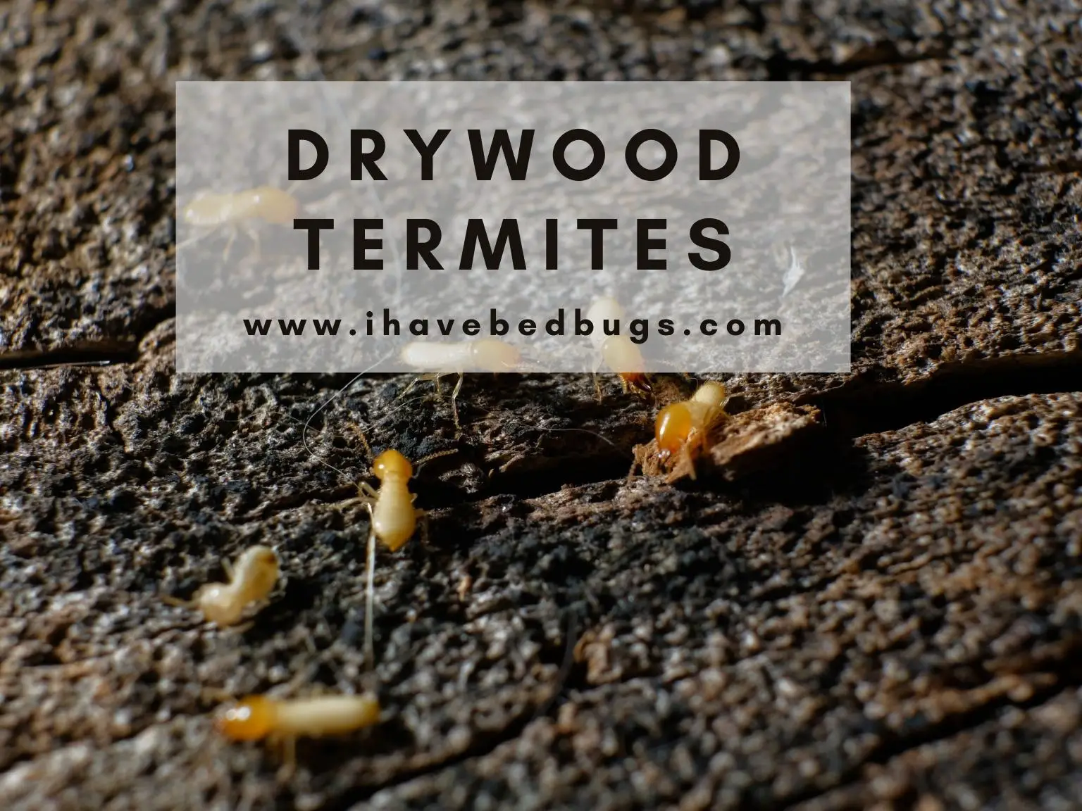 Drywood-Termites