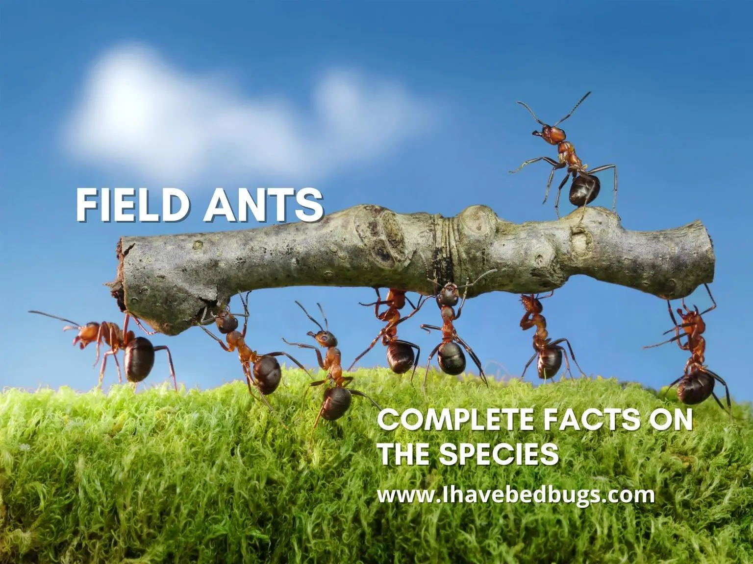 Field-Ants-Complete-Facts-on-the-Species