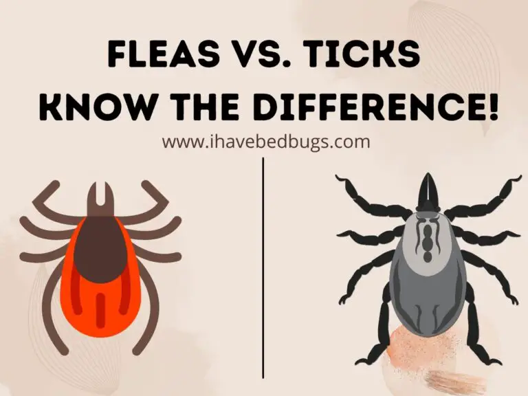 Fleas vs. Ticks Know the Difference!