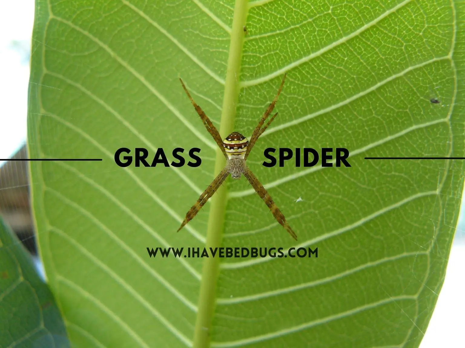 Grass-Spider