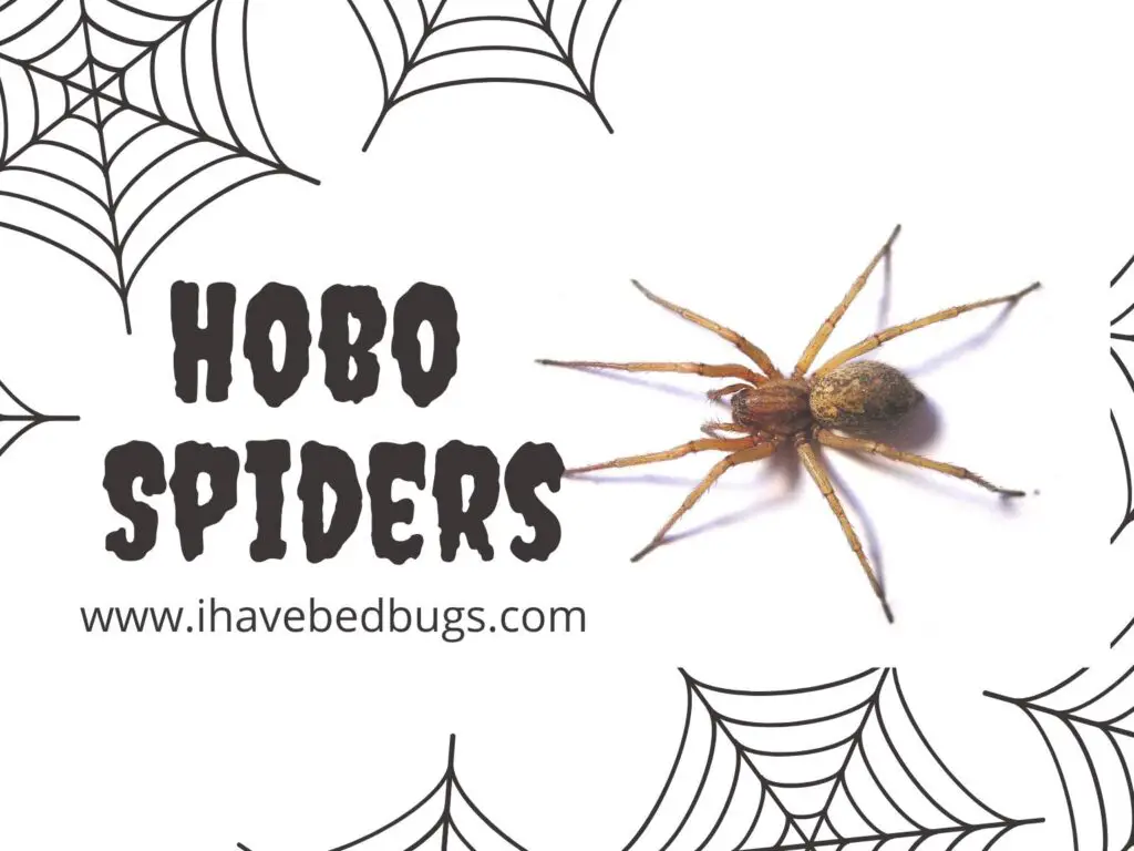 Hobo Spiders Complete Facts On The Species 