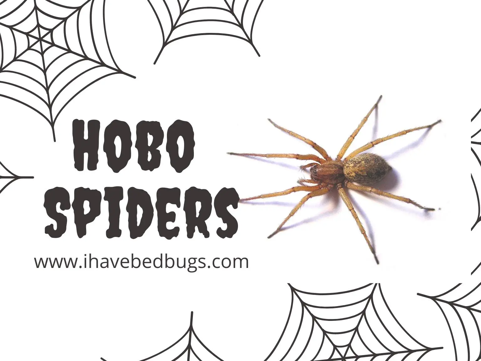 Hobo-Spiders