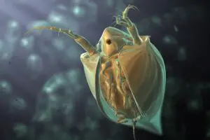 How Frontline Kills Adult Fleas