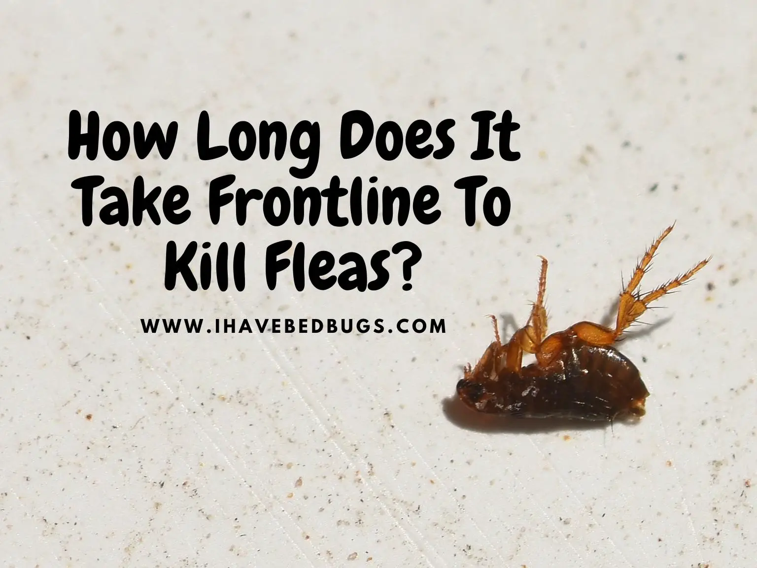 How-Long-Does-It-Take-Frontline-To-Kill-Fleas